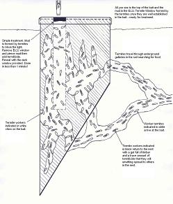 bait with termites